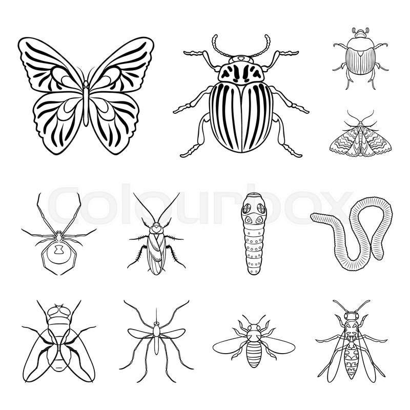 800x800 Different Kinds Of Insects Outline Stock Vector Colourbox