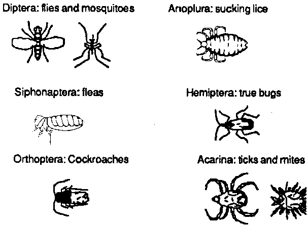 605x447 Emergency Vector Control After Natural Disaster