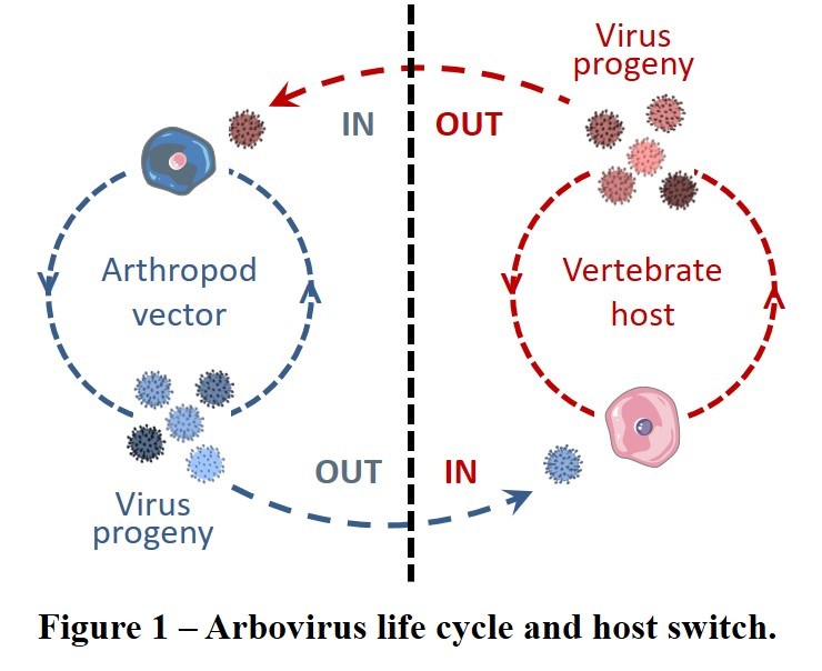 740x604 About Our Research Welcome To The Lozach Lab