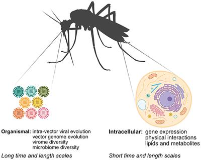 400x319 Frontiers Mapping Arbovirus Vector Interactions Using Systems