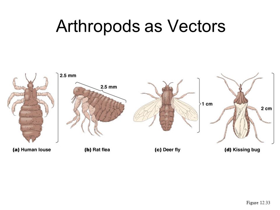 Arthropod Vector At Vectorified.com 