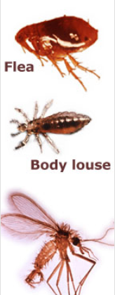 164x420 Suspected Insect And Arthropod Vectors For Bartonella Species