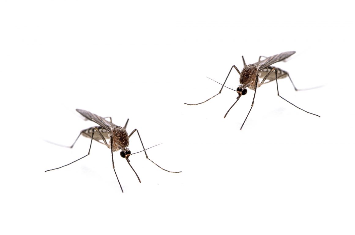 1160x770 Tropical Vector Borne Diseases Antibodies Validated Antibody