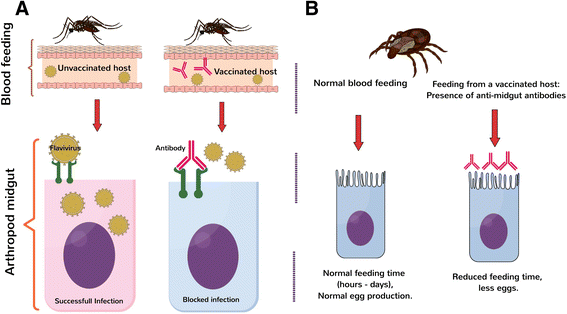 567x314 Arbovirosis And Potential Transmission Blocking Vaccines