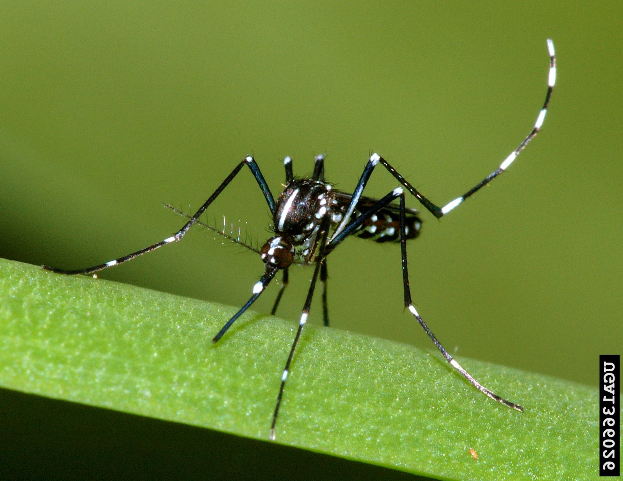 2457x1899 Arthropod Vector Control Boozeworthy