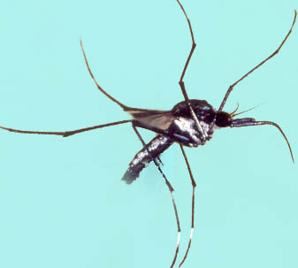 337x303 Arthropod Vectors Zoology For Ias, Ifos And Other Competitive Exams