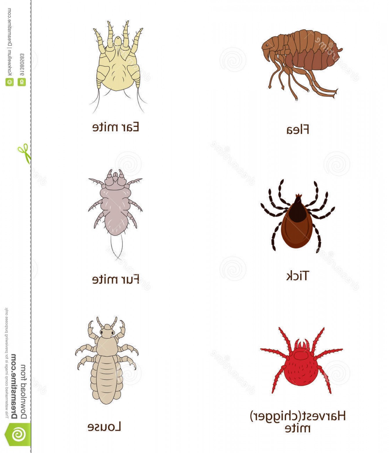1342x1560 Arthropod Vectors Flea Geekchicpro
