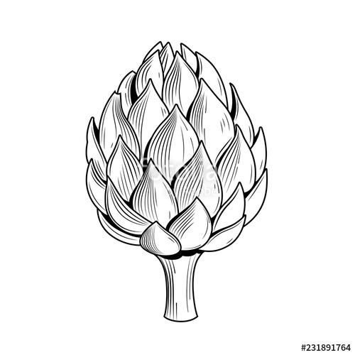 500x500 Artichoke Vector Illustration Stock Image And Royalty Free Vector