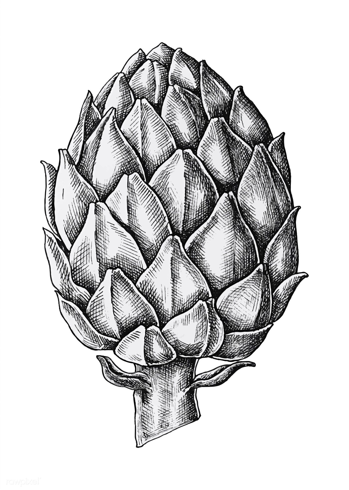 1400x1964 Download Premium Vector Of Hand Drawn Fresh Artichoke Vector