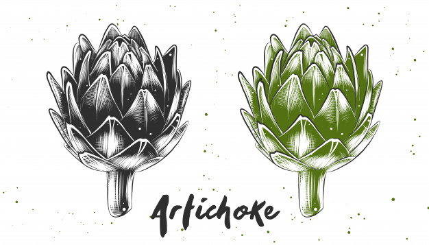 626x357 Heart Of Artichoke Vectors, Photos And Free Download