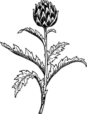 279x368 Vector Artichoke Free Vector Download