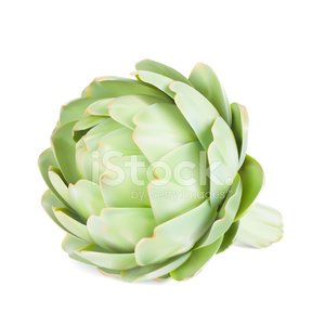 300x300 Artichoke Vector Illustration Stock Vectors