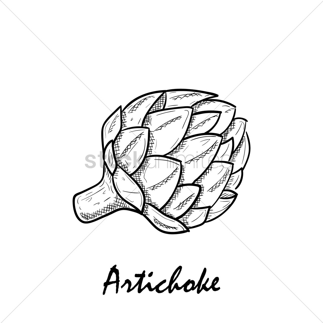 1300x1300 Artichoke Vector Image