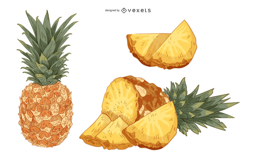 900x563 Pineapple Fruit Vintage Hand Drawing Artistic Vector Illustration