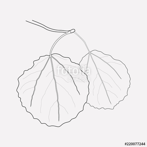 500x500 Aspen Leaf Icon Line Element Vector Illustration Of Aspen Leaf