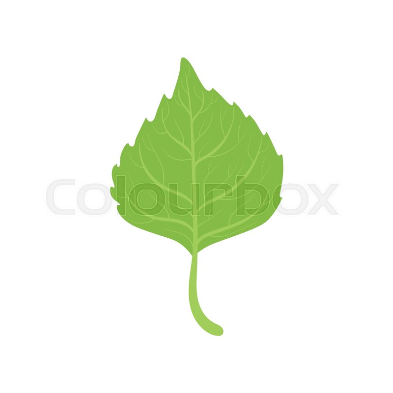 800x800 Birch Tree Green Leaf Vector Stock Vector Colourbox