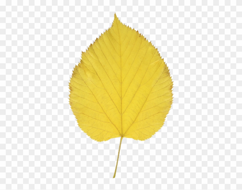 840x661 Aspen Leaf