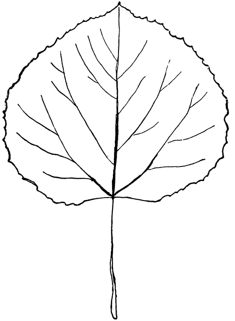 468x640 Genus Populus, L