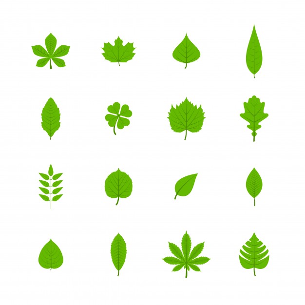 626x626 Green Trees Leaves Flat Icons Set Of Oak Aspen Linden Maple