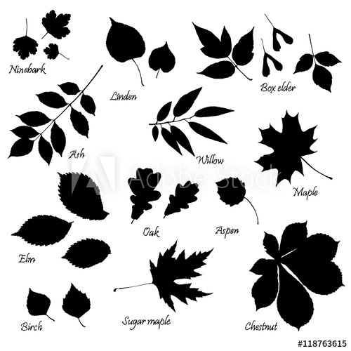 500x500 Leaf Clipart Aspen For Free Download And Use Images