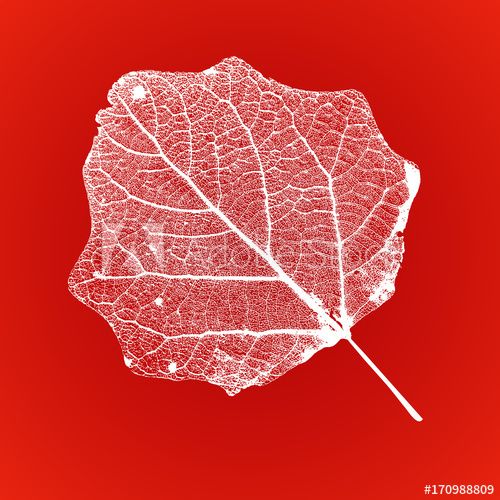 500x500 Vector Aspen Leaf Structure Skeletons With Veins Trees
