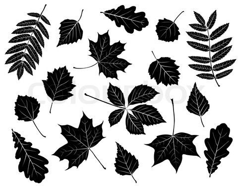 480x375 Vector Of 'set Of Silhouettes Of Leaves Maple, Oak, Mountain Ash