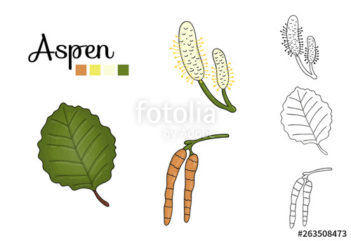 500x343 Vector Set Of Aspen Tree Elements Isolated On White Background