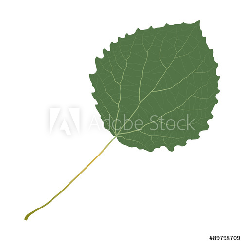 500x500 Aspen Leaf