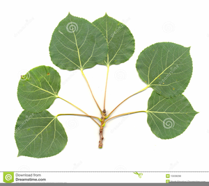 300x268 Aspen Leaf Clipart Free Images