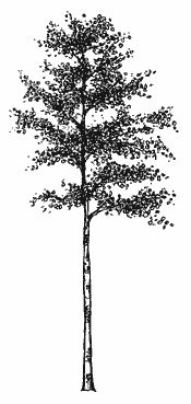 175x369 Aspen Trees Clipart Free Cliparts Download Images