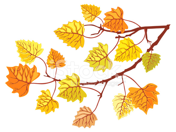 586x440 Aspen Tree Branch Stock Vector