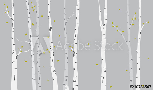 500x295 Birch Tree Silhouette Background