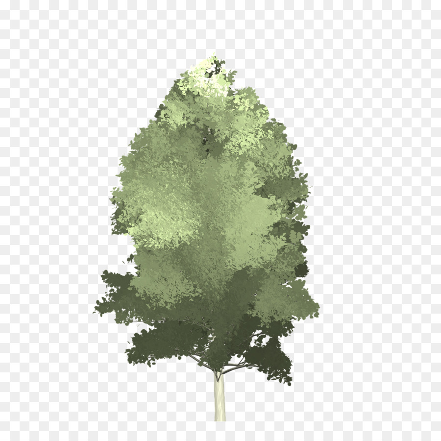 900x900 Download Free Png Aspen Tree Image Vector Graphics Trunk Tree Png
