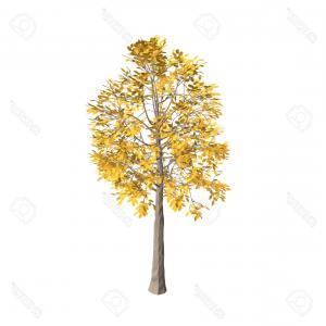 300x300 Photostock Vector Aspen Tree Isolated On White Background D Vector