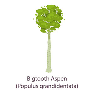 300x300 Aspen Tree Royalty Free Vectors