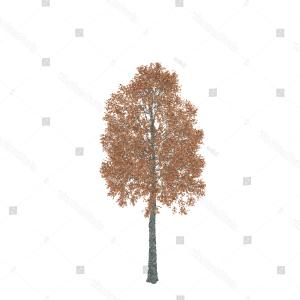 300x300 Aspen Tree Isolated On White Background Wallkeeper