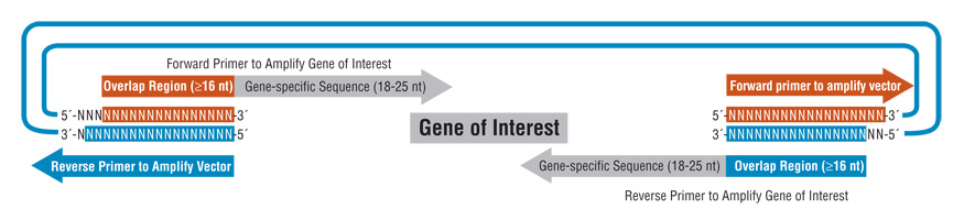 875x200 How Gibson Is Changing Synthetic Biology Neb