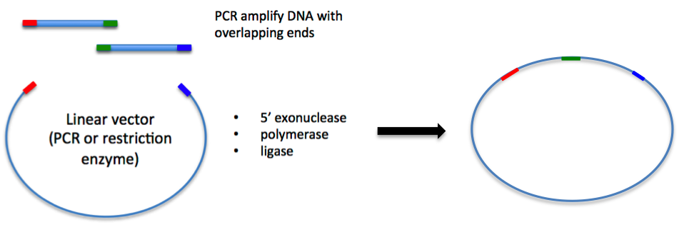 951x315 Plasmids Gibson Assembly And Other Long Homology Based