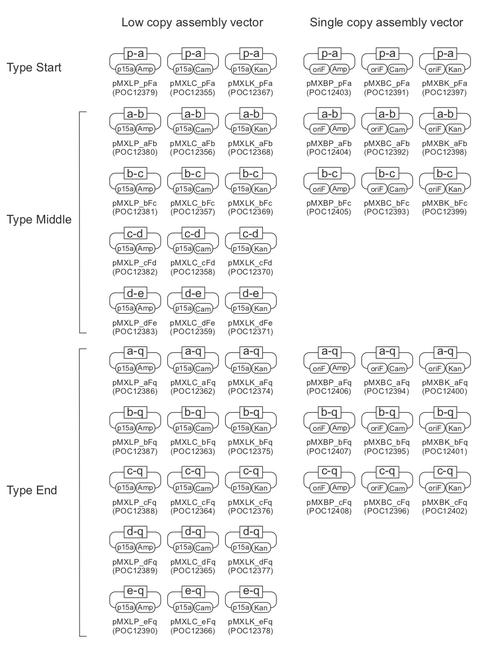 500x649 Addgene Metclo Dna Assembly Kit