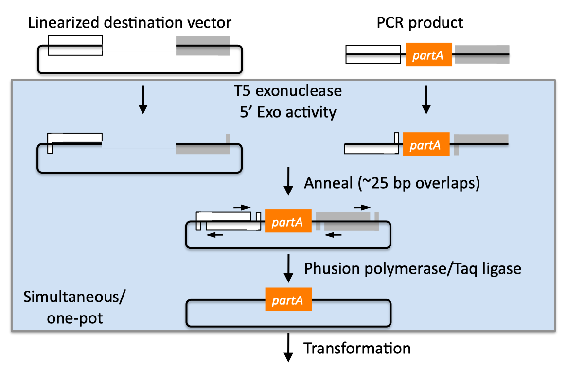 1166x794 The Slic, Gibson, Cpec, And Slice Assembly Methods