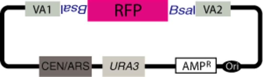 850x251 Vegas Vector For Pathway Assembly Digestion With Bsai Linearizes