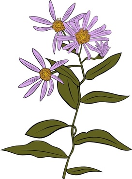 273x368 Aster Vector Free Vector Download
