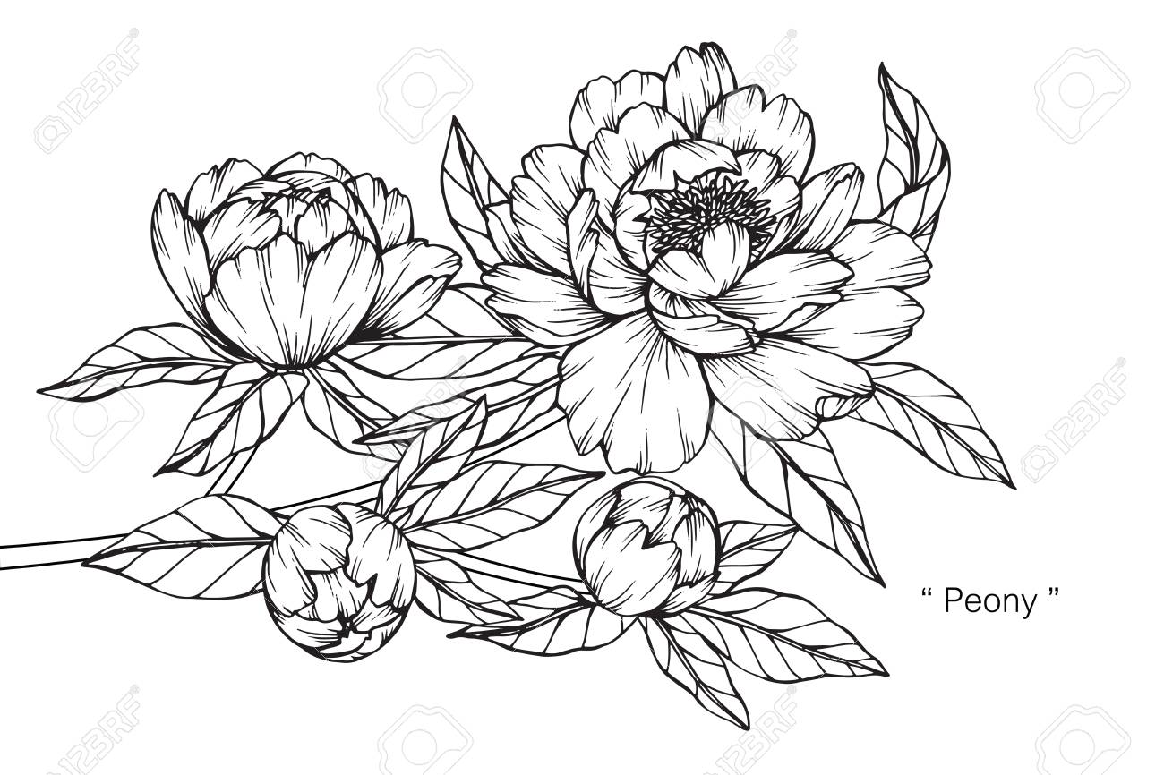 1300x866 Black And White Drawing Aster Flower Beautiful Line Vector Tumblr