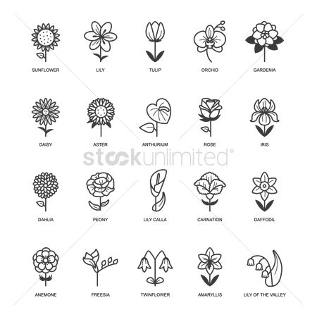 450x450 Free Aster Flower Stock Vectors Stockunlimited