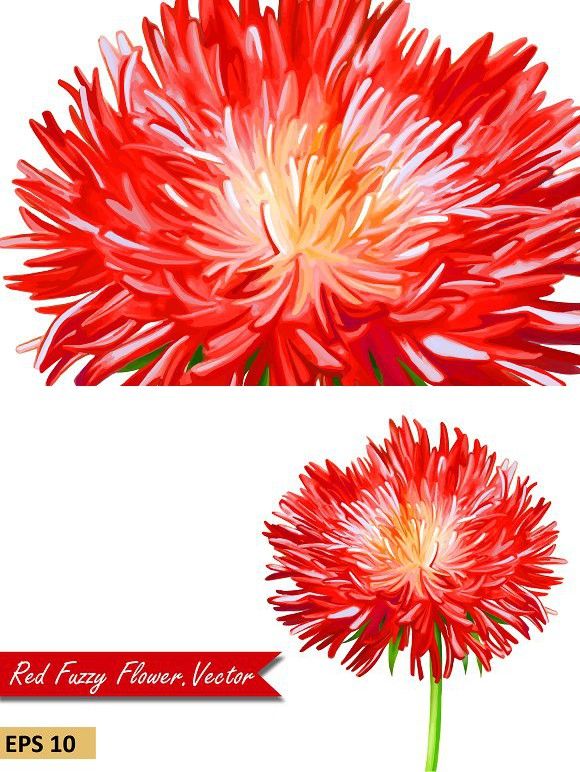 580x772 Red Thistle Aster Flower Vector Macro Design Aster Flower
