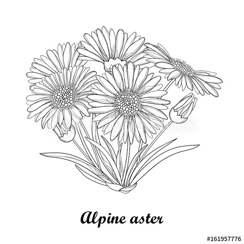 500x500 Vector Bouquet With Outline Open Alpine Aster Flower, Bud And Leaf