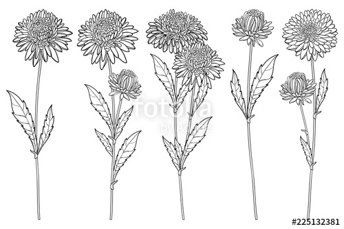 500x334 Vector Set With Outline Aster Flower Bunch, Ornate Leaf And Bud