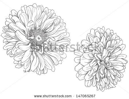 450x344 Aster Flower Drawing Flower Hand Drawn Aster