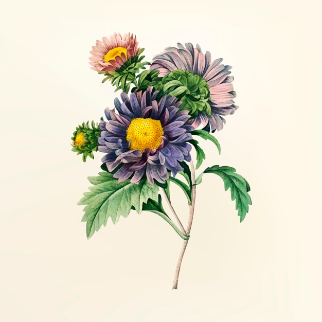 626x626 Aster Vectors, Photos And Free Download