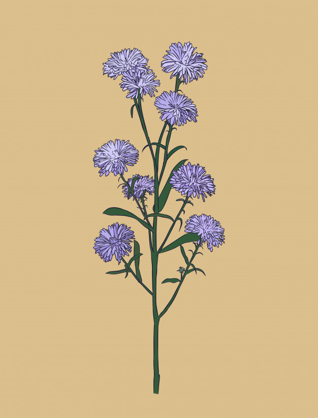626x823 Aster Flower Vector Premium Download